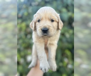 Golden Retriever Puppy for sale in COLUSA, CA, USA