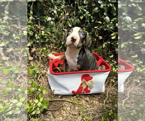 Boxer-Catahoula Leopard Dog Mix Dogs for adoption in New Orleans, LA, USA