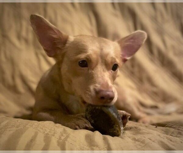Medium Photo #3 Dorgi Puppy For Sale in Arlington, WA, USA