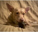 Small Photo #3 Dorgi Puppy For Sale in Arlington, WA, USA