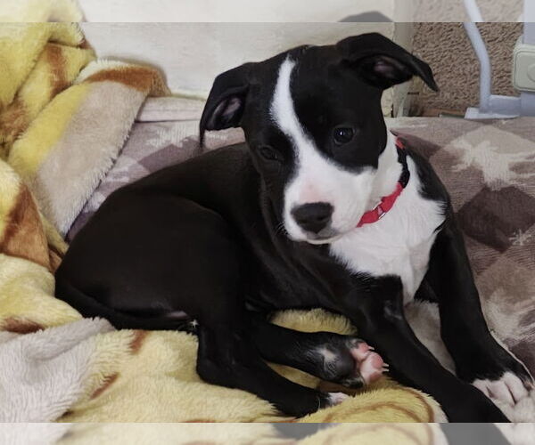 Medium Photo #1 American Pit Bull Terrier-Labrador Retriever Mix Puppy For Sale in Brewster, NY, USA