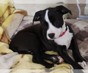 American Pit Bull Terrier-Labrador Retriever Mix Dogs for adoption in Brewster, NY, USA