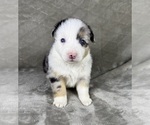 Small Photo #52 Australian Shepherd Puppy For Sale in SALISBURY, NC, USA