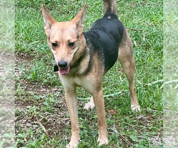Medium Photo #3 Mutt Puppy For Sale in Washington, DC, USA