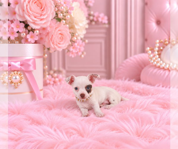 Medium Photo #21 Chihuahua Puppy For Sale in FISHER ISLAND, FL, USA