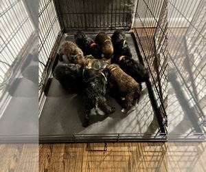 Labradoodle Litter for sale in PORTSMOUTH, VA, USA