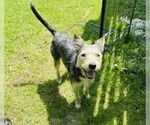Small #10 Mutt