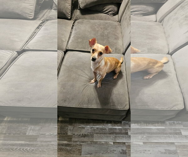 Medium Photo #4 Chihuahua-Unknown Mix Puppy For Sale in Oakhurst, NJ, USA