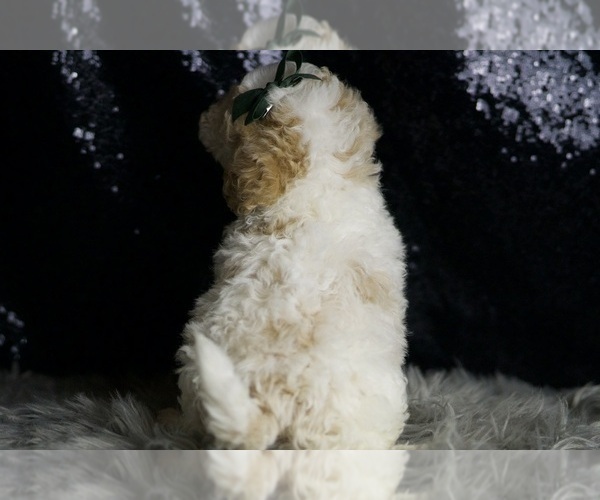 Medium Photo #6 Maltipoo Puppy For Sale in WARSAW, IN, USA