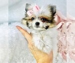 Small #5 Pomeranian