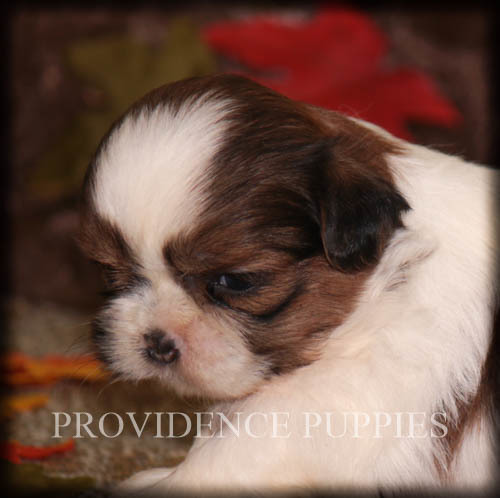 Medium Photo #3 Shih Tzu Puppy For Sale in COPPOCK, IA, USA