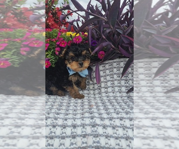 Medium Photo #6 Yorkshire Terrier Puppy For Sale in INDIANAPOLIS, IN, USA
