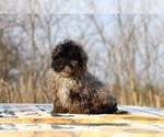 Small #5 ShihPoo