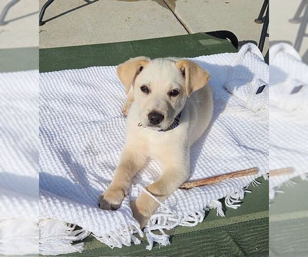 Medium Photo #1 Mutt Puppy For Sale in Genesee, WI, USA
