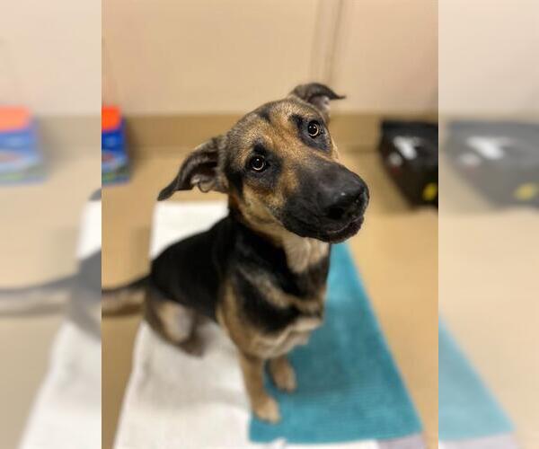 Medium Photo #1 German Shepherd Dog-Unknown Mix Puppy For Sale in Chula Vista, CA, USA