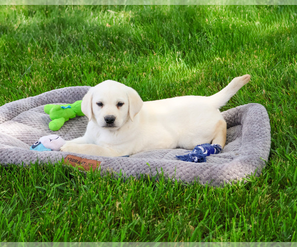 Medium Photo #1 Labrador Retriever Puppy For Sale in SYRACUSE, IN, USA