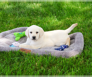 Labrador Retriever Puppy for sale in SYRACUSE, IN, USA