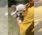 Small Photo #3 French Bulldog Puppy For Sale in SIOUX FALLS, SD, USA