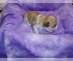 Small Photo #14 Havachon Puppy For Sale in WINSTON SALEM, NC, USA