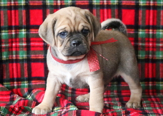 Puggle Puppy for sale in MOUNT JOY, PA, USA