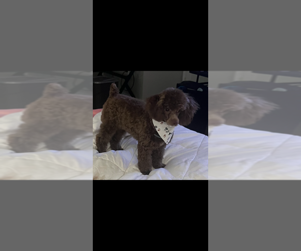 Medium Photo #1 Poodle (Toy) Puppy For Sale in LITHIA, FL, USA
