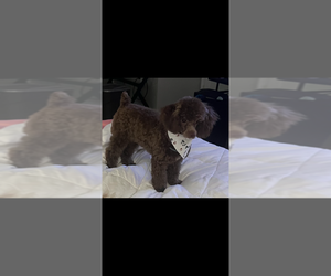 Father of the Poodle (Toy) puppies born on 07/09/2025
