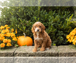 Small #30 Cocker Spaniel-Poodle (Miniature) Mix