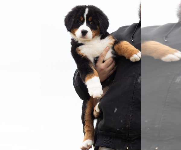 Medium Photo #53 Bernese Mountain Dog Puppy For Sale in MILLERSBURG, IN, USA