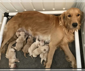 Mother of the Golden Retriever puppies born on 10/24/2022