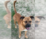 Small #6 Boxer Mix
