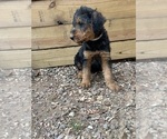 Small #16 Airedale Terrier