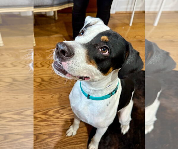 Medium Photo #1 Mutt Puppy For Sale in Germantown, OH, USA