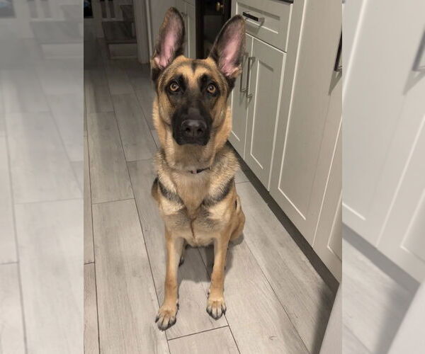 Medium Photo #1 German Shepherd Dog Puppy For Sale in Dana Point, CA, USA