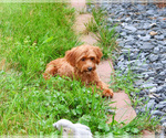 Small #4 Cavapoo (Miniature)