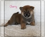 Image preview for Ad Listing. Nickname: Cherry
