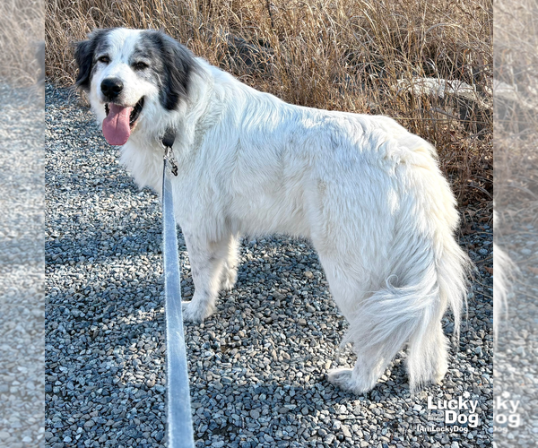 Medium Photo #2 Great Pyrenees Puppy For Sale in Washington, DC, USA