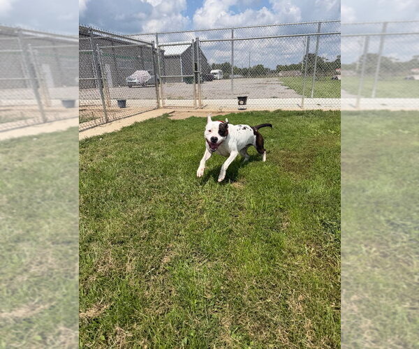 Medium Photo #7 American Bulldog-Unknown Mix Puppy For Sale in Pierceton , IN, USA