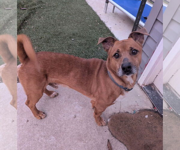 Medium Photo #5 Mutt Puppy For Sale in Calhoun, GA, USA