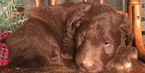 Small Photo #13 Aussiedoodle Puppy For Sale in ARBA, IN, USA