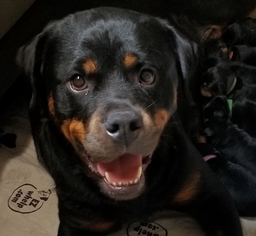 Mother of the Rottweiler puppies born on 06/22/2018