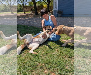 Mutt Dogs for adoption in Denton, TX, USA