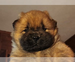 Puppy 4 Chow Chow