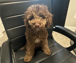 Poodle (Miniature) Puppy for sale in SANFORD, NC, USA