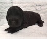 Small Photo #5 Labradoodle Puppy For Sale in MOMEYER, NC, USA