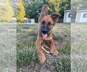 Holland Shepherd-Unknown Mix Dogs for adoption in Stephens City, VA, USA
