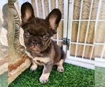 Small #2 French Bulldog
