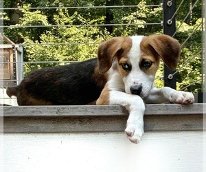 Australian Shepherd-Unknown Mix Dogs for adoption in Fultonham, NY, USA