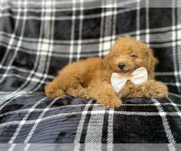Medium Photo #5 Goldendoodle (Miniature) Puppy For Sale in LAKELAND, FL, USA