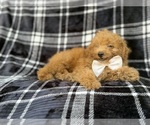 Dayton - Male Goldendoodle (Miniature) Puppy for Sale - Photo #5