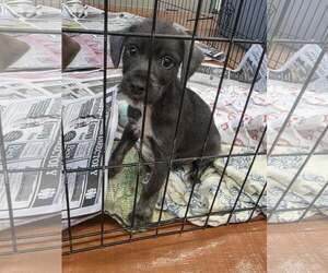 Mutt Dogs for adoption in SHERBURNE, NY, USA
